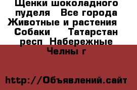 Щенки шоколадного пуделя - Все города Животные и растения » Собаки   . Татарстан респ.,Набережные Челны г.